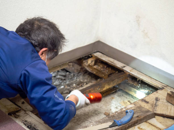 Best Mold Removal and Inspection  in Phoenix, IL