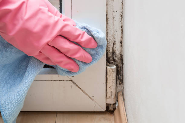 Mold Removal and Inspection in Phoenix, IL